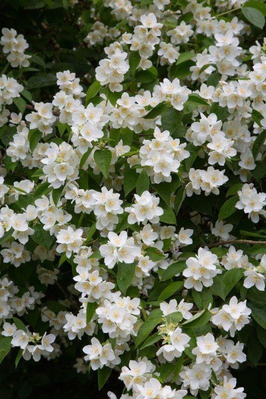 Celestial Whimsy Blossom Array